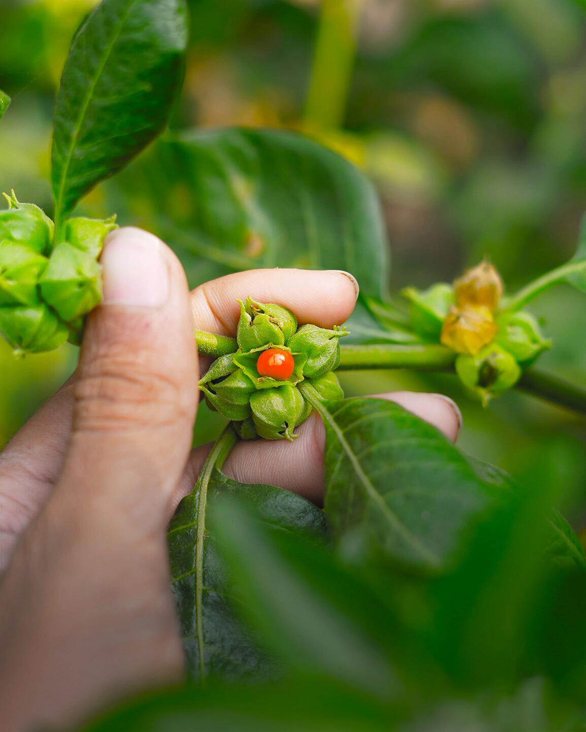 Les super-pouvoirs de la nature